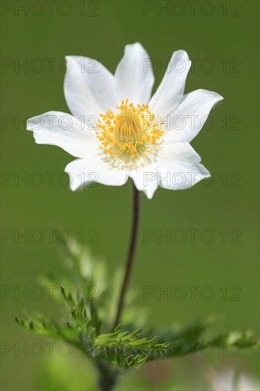 Alpine pasqueflower