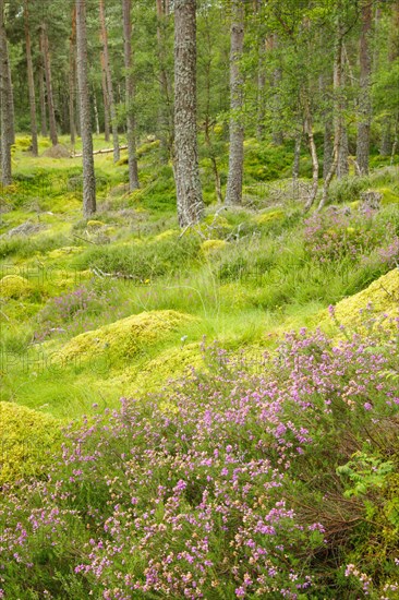 Caledonian pine forest