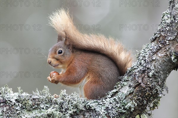 Eurasian red squirrel