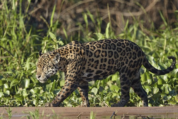 Jaguar