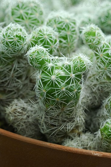 (Mammillaria gracilis)