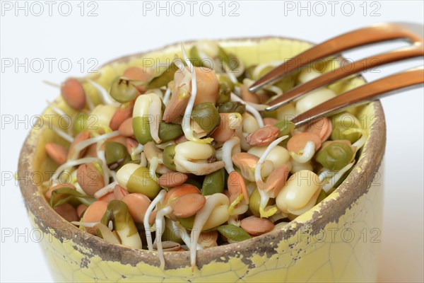 Mixed sprouts of lentils