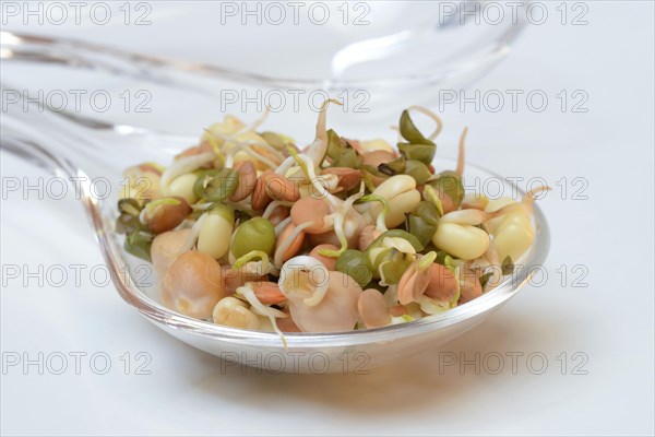 Mixed sprouts of lentils