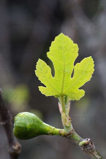 Fig