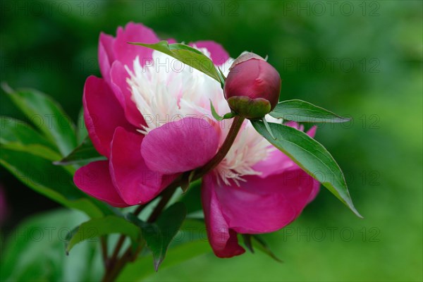 Chinese peony