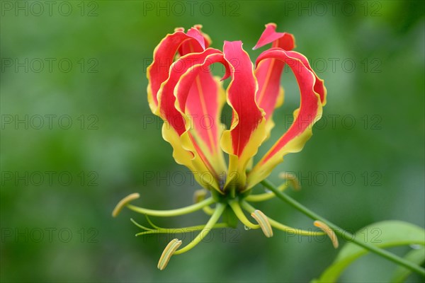 Gloriosa superba