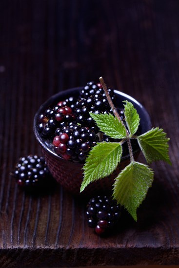 Rubus fruticosus