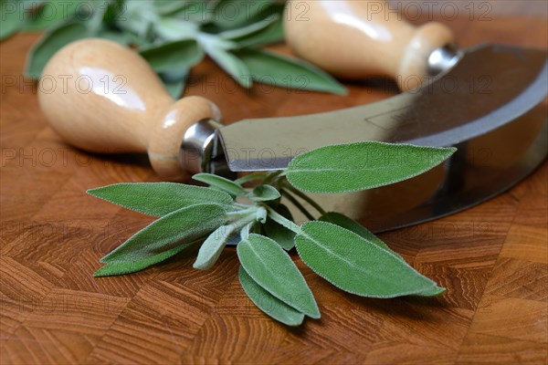 Sage leaves