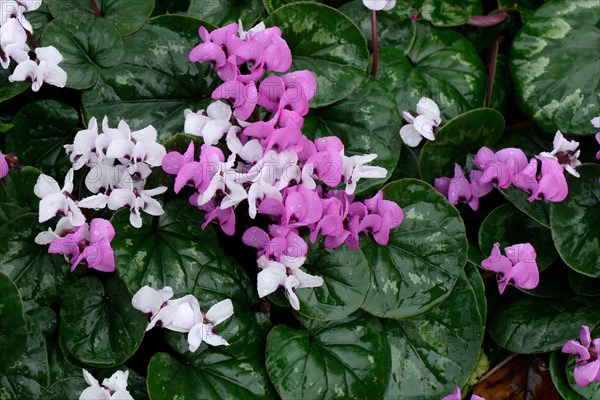 Eastern cyclamen