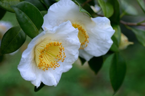 Japanese camellia