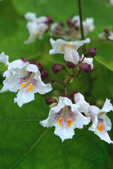 Splendid trumpet tree