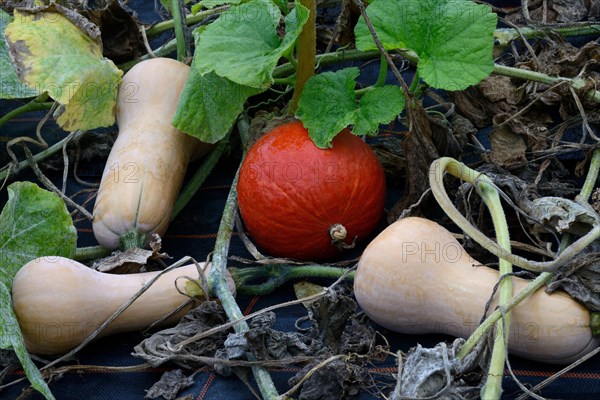 Hokkaido pumpkin and butternut pumpkin with withered leaves