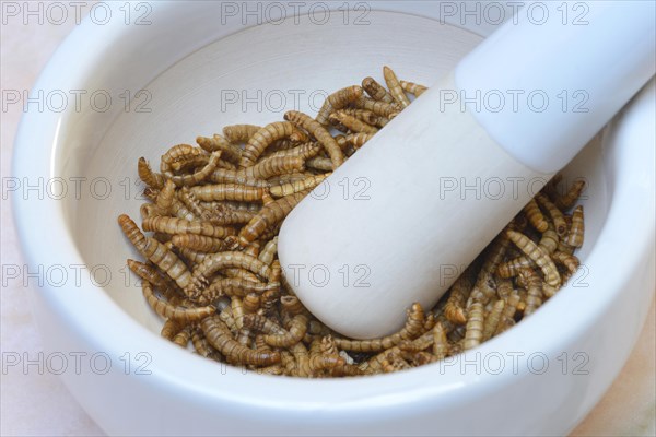 Mealworms in grating bowl