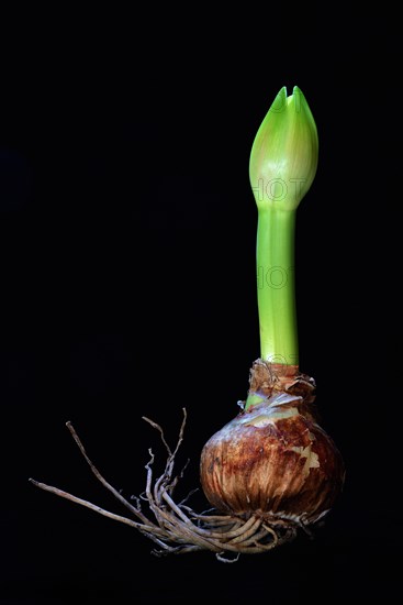 Amaryllis hippeastrum