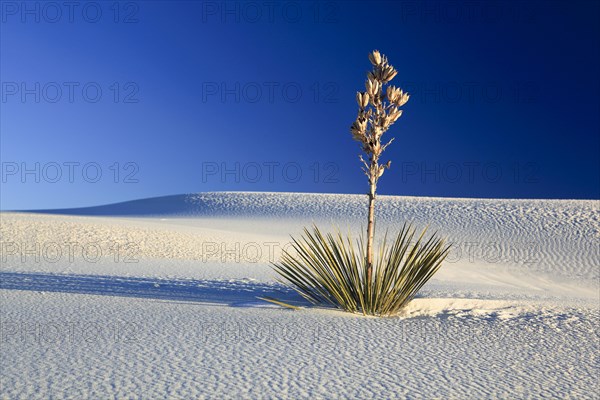 Yucca