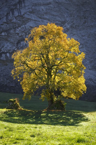 Mountain maple