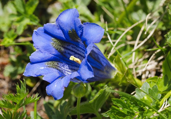 Alpine gentian