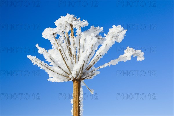 Ice detail on chervil