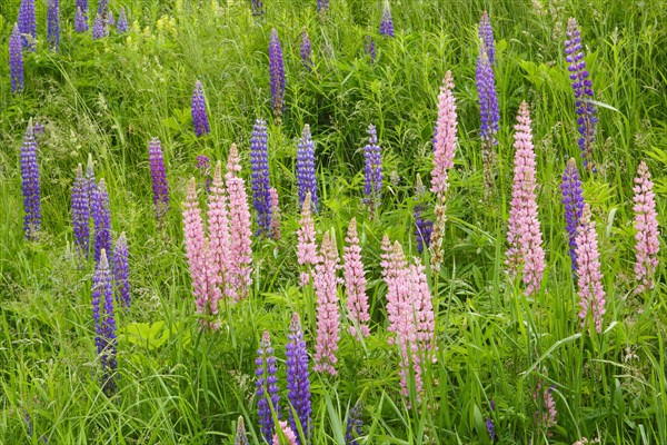 Multileaved lupin