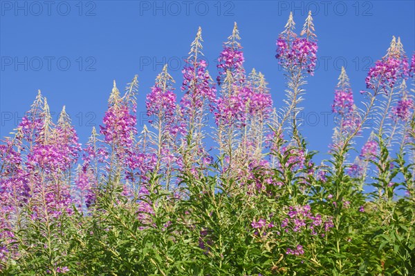 Narrow-leaved willowherb