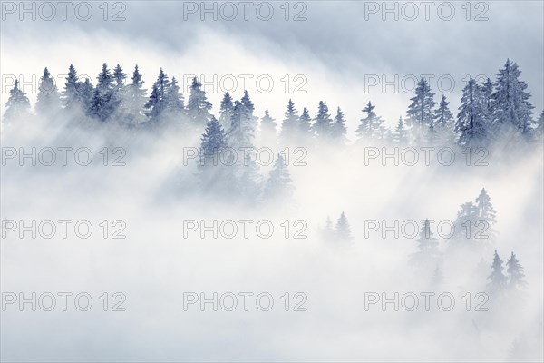 Snowy fir forest