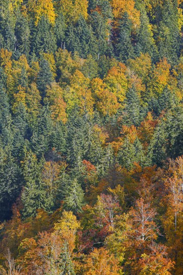 Mixed forest in autumn