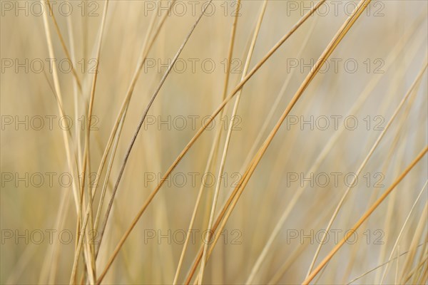 Marram Grass