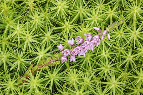 Heather flower and maidenhair moss