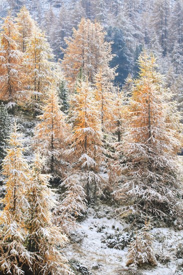 Larches