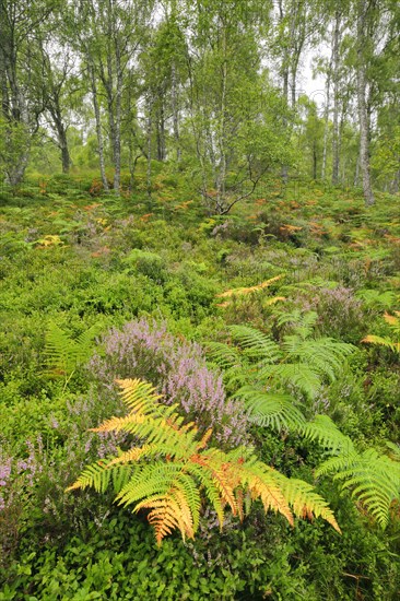 Birch forest