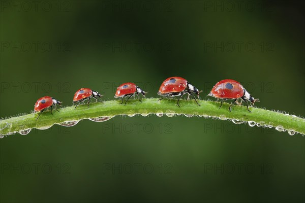 Two-spot ladybird on blade of grass