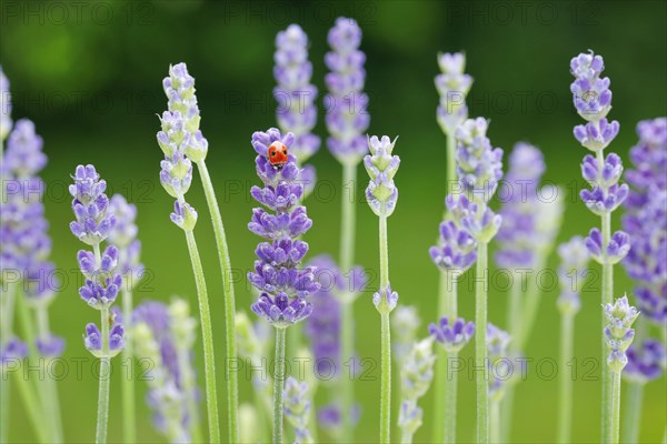 Two-spotted ladybird on lavender flower