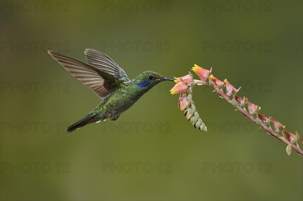 Mexican violetear