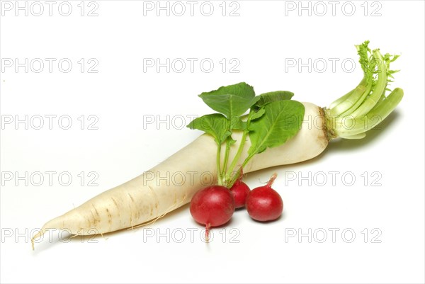 Radish and Red Radish