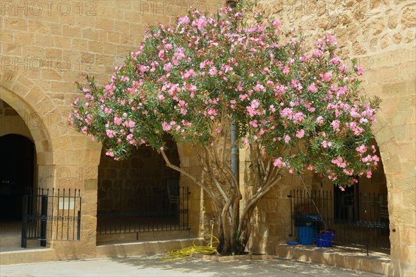 Nerium in the courtyard