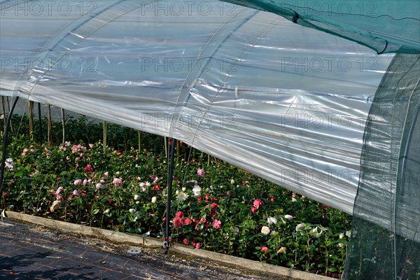 Greenhouse with camellias