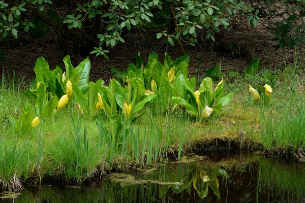 Western skunk cabbage