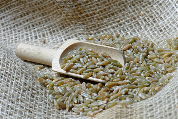 Unripe spelt grain