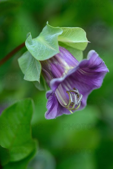 Cup-and-saucer vine