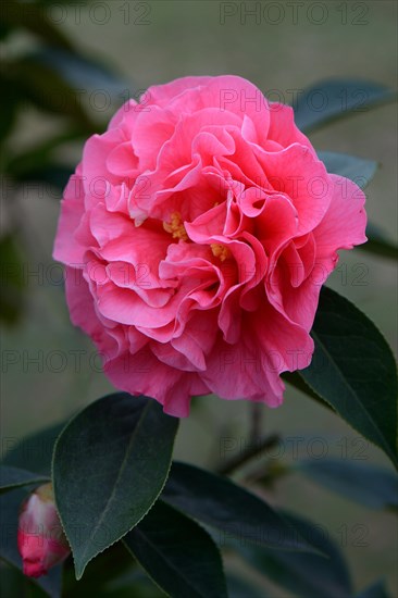 Japanese Camellia