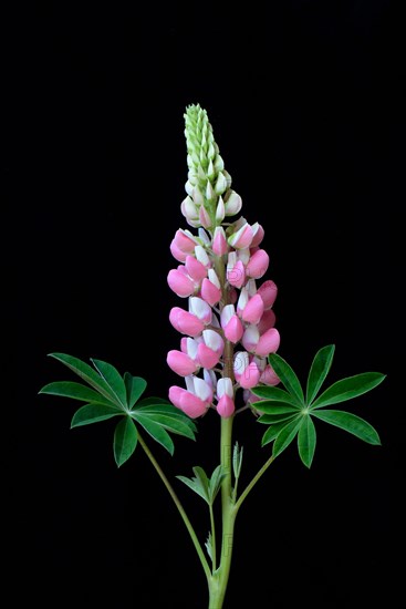 Lupine