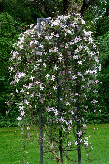 Flowering mountain clematis montana Odorata