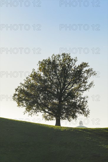 Oak at Hirzelpass