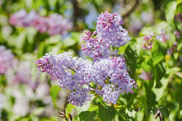 Common Common Lilac