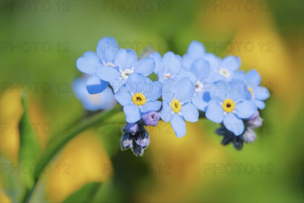 Forget-me-not