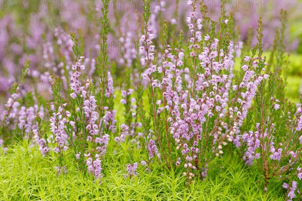 Heather flower and maidenhair moss