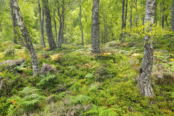 Birch forest