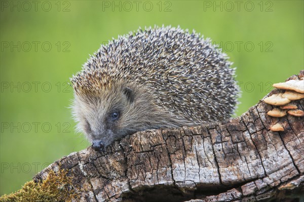 European hedgehog