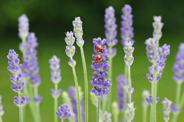 Two-spotted ladybird on lavender flower