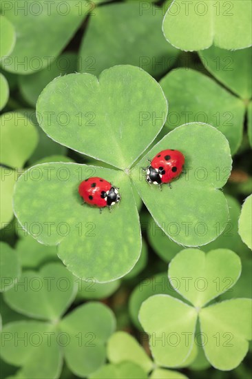 Seven-spot ladybird on clover